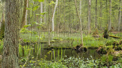 Pond in undergrowth of the Bialowieza National Park Nature Reserve  Poland