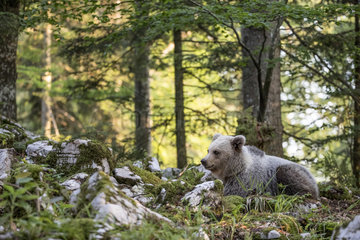 Young European brown bear (Ursus arctos) resting  in the karst forest  Notranjska  Slovenia