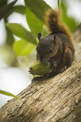 Red-tailed squirrel (Sciurus granatensis) eating a fruit on a tree  Cahuita national park  Costa rica