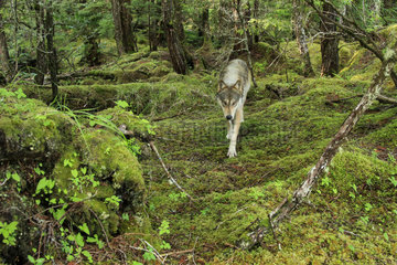 Wolf (Canis lupus) in forest  Great Bear Rainforest  British Columbia  Canada
