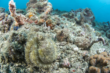 Algae octopus (Abdopus aculeatus) on a background of coral debris  Lembeh Strait  Indonesia