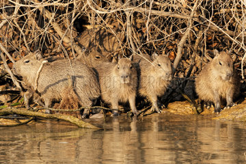 Capybara (Hydrochaerus hydrochaeris) on riverbank  Pantanal  Brazil