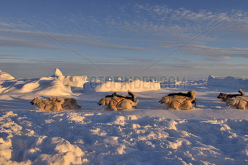 Coupling of Greenlandic sled dogs at sunset on the ice floe of Scoresbysund  Greenland