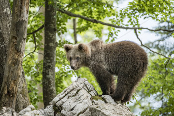 Young European brown bear (Ursus arctos)  in the karst forest  Notranjska  Slovenia