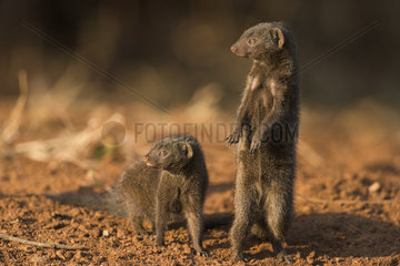 Dwarf Mongooses (Helogale parvula) keep a watch  Kruger national park  South Africa