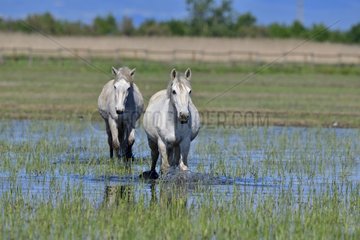 Camargue horses in a swamp  Aiguamolls del Emporda  Spain