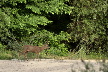 Roe deer (Capreolus capreolus) on a bank of a secondary arm of the Loire  Nievre  Burgundy  France