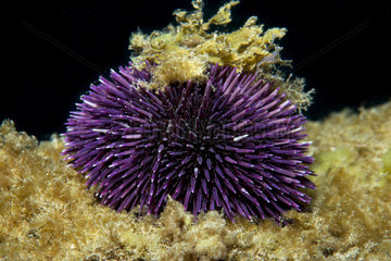 Purple sea urchin (Sphaerechinus granularis)  Tenerife  Canary Islands.