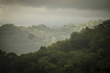 Forest  Carara National Park  Costa Rica