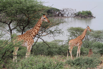 Rothschild Giraffe (Giraffa camelopardalis rothschildi)  Baringo Lake Reserve  Kenya