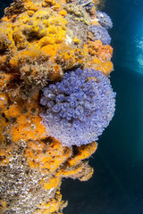 Blue spot ascidian (Clavelina moluccensis) and sponges colonizing a pillar at Kingscote Pier  Kangaroo island  Australia