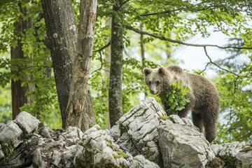 Young European brown bear (Ursus arctos)  in the karst forest  Notranjska  Slovenia