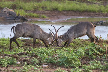 Waterbuck (Kobus ellipsiprymnus) Two bulls are fighting  Kruger national park  South Africa