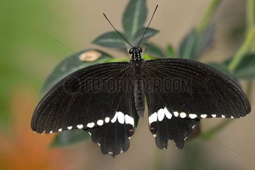 Butterfly Common Mormon Black auf einem Blatt