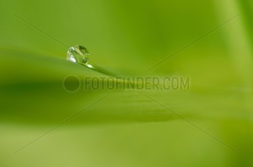 Drop of dew on a green leaf Normandie