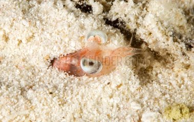 Shrimp hiding in the sand Tuamotu French Polynesia
