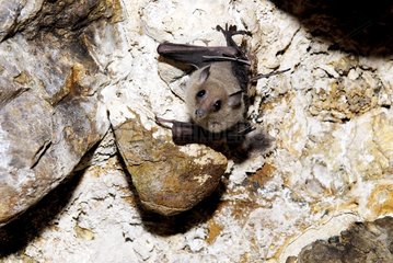New Caledonia blossom-bat in a karstic cave New Caledonia