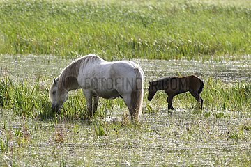Camargue -Pferd und sein Fohlen in der Meadow -Normandie Frankreich