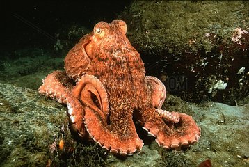 North Pacific Giant Octopus British Columbia Canada