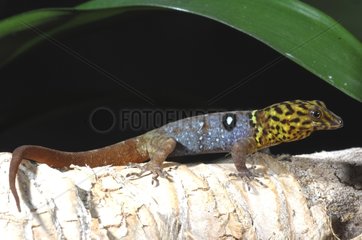 Eyespot Gecko or Ocellated Gecko Trinidad