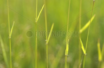 Grass in spring