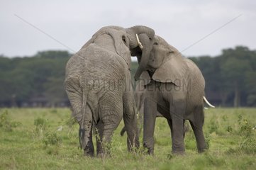 Fight of African elephants National park of Amboseli Kenya