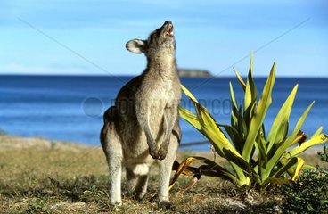Kangourou gris de l'Est sur la plage NSW Australie