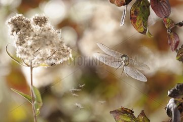 Migrant Hawker dragonfly in flight at autumn France