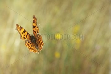 Comma Butterfly flying Burgundy France
