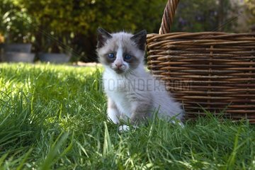 Kitten seated on a lawn in front of a basket