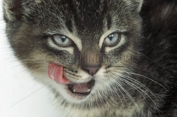 Porträt eines Kätzchens  das die Lippen leckt