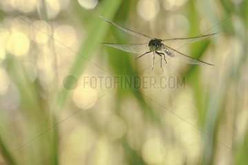 Emperor Dragonfly flight near a pond at dusk France