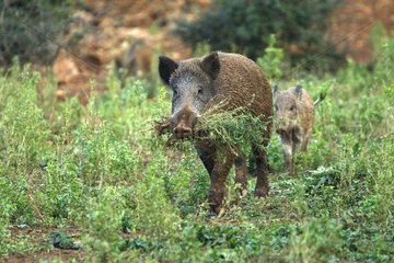 Wild Boar carying the grass to a nest Franche-Comté France