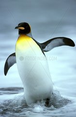 Royal Penguin im Süden Georgiens Meer