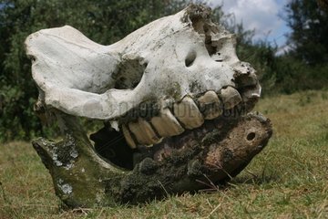 Crâne de rhinocéros noir oriental tué pour sa corne Kenya