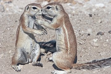 Tendre meeting between South African Ground Squirrel