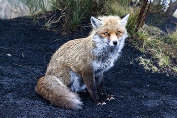Red fox on Etna volcano slope in Sicily - Italy