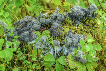 Scrambled egg slime (Fuligo septica) in the rainforest of Vancouver Island  British Columbia  Canada