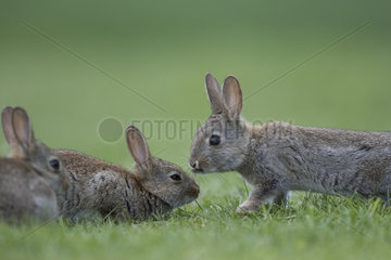 Rabbit (Oryctolagus cuniculus) juveniles  Burgundy  France
