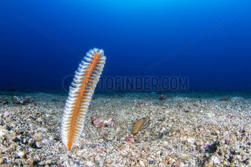 Sea pen (Virgularia sp) on the bottom  Lembeh Strait  Indonesia