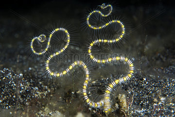 Palpits of a worm of the family Spionidae  in the sand  during a night dive  Lembeh Strait  Indonesia