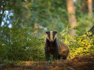 A yearling Badger Cub (Meles meles) emerges from his sett in the Peak District National Park  UK.