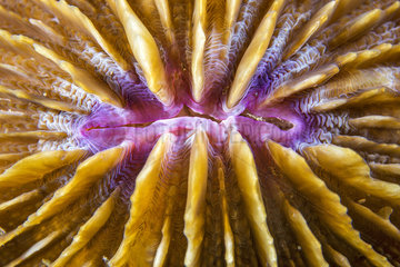 Close-up of a Mushroom Coral (Fungia sp.)  Lembeh Strait  Indonesia