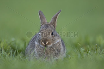 Rabbit (Oryctolagus cuniculus) juvenile  Burgundy  France
