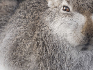 A side profile of a Mountain Hare (Lepus timidus) in the Cairngorms National Park  UK