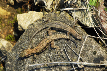 Common wall lizard (Podarcis muralis)  male and female  breeding period  Bollenberg  Orschwihr  Haut-Rhin  France