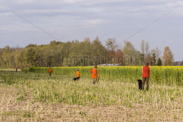 Small Game Hunting  Set up tracking  Mackenheim  Bas-Rhin  Greater East Region  France