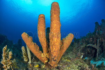 Yellow Tube Sponge (Aplysina fistularis)  Martinique