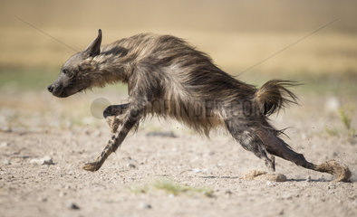 Brown hyena (Parahyaena brunnea) running in the desert  Kgalagadi  Botswana