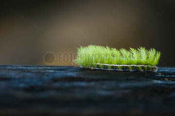 Caterpillar of Automeris (Automeris sp)  Costa Rica